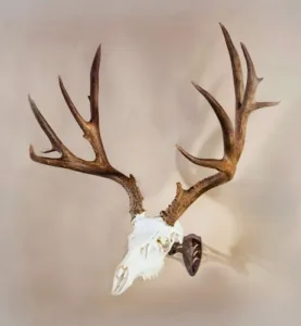 A picture of lhassybrn mounted with USA Gun Store
