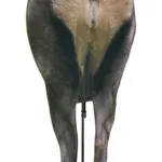 A picture of 1004173 1 150x150 jpg with USA Gun Store