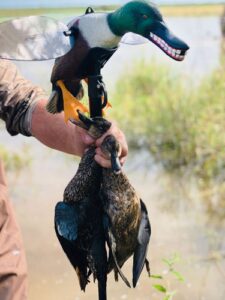 A picture of hw2490 ducks with USA Gun Store