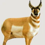 A picture of https3A2F2Fmedia.chattanoogashooting.com2Fimages2Fproduct2FQW00032FQW0003 150x150 jpg with USA Gun Store