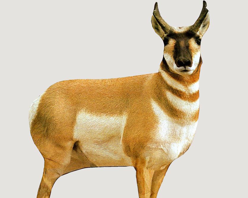 A picture of https3A2F2Fmedia.chattanoogashooting.com2Fimages2Fproduct2FQW00032FQW0003 with USA Gun Store