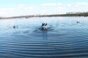 A picture of hw2459 in water with USA Gun Store