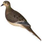 A picture of https3A2F2Fmedia.chattanoogashooting.com2Fimages2Fproduct2FAVAVXDOVE6PK2FAVAVXDOVE6PK 1 150x150 jpg with USA Gun Store