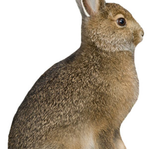 MONTANA DECOY MISS HOPTOBER